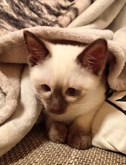 Siam Prinzessin Kitten 🐱❤️ - Köln