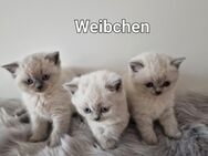 BKH Kitten blue point Weibchen - Ingolstadt