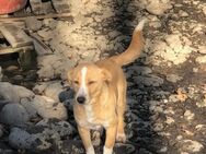 Lovely VICKY 🐾💗 - Nürtingen