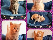 *Maine Coon Kitten - Kuschelzeit ist angesagt!* - Dortmund Scharnhorst