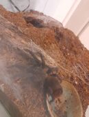Vogelspinne inkl. Terrarium und Heizmatte in 93309