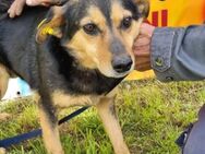 Oliver sucht sein Zuhause - Wallerfangen