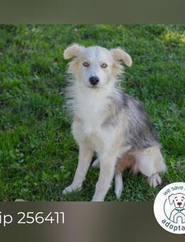 Chip 256411: Sucht ein Zuhause - Kirchzell