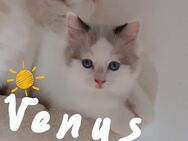 Kitten Reinrassige Ragdoll - Ansbach