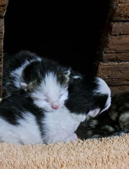 Babykatze sucht dringend Aufzucht - Drensteinfurt