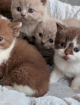 BKH Bärchen in lilac, chocolate white und cinnamon white - Dassel