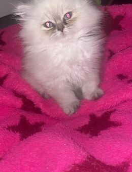 Britisch kurzhaar - Essen