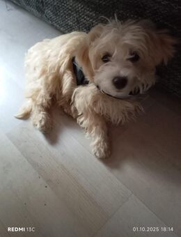 Malteser mix hündin - Neukirchen-Vluyn