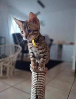 Wunderschöne Reinrassige Bengal kitten mit Stammbaum - Ankum