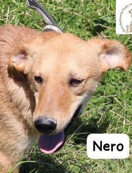 Nero Klein genug zum Kuscheln, ... - Kissing