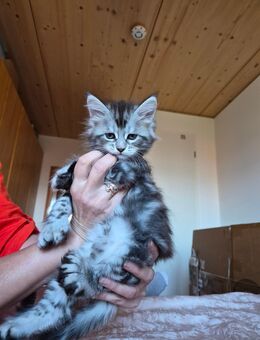 Meine Coon Kätzchen, Polidakt (4*6), Junge 1,5 Monate - Ehningen