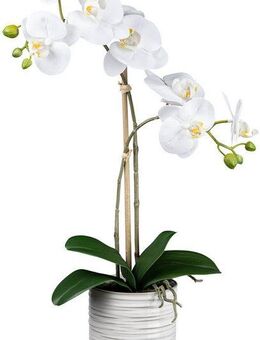 Kunstorchidee Orchidee Phalaenopsis Orchidee, Creativ green, Höhe 50 cm, mit real-touch-Blüten