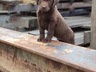 Ich suche ein Zuhause, brauner Labrador Welpen - Lohr (Main)