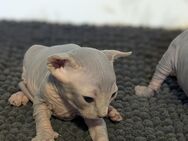 Sphynx Kitten in liebevolle Hände abzugeben - Wismar