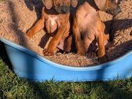 Liebevolle Rhodesian Ridgeback Welpen zu verkaufen - Belm