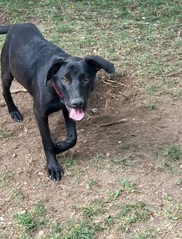 Bandit - Lorsch (Karolingerstadt)