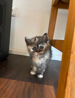 Bkh Kitten ab Ende Oktober - Leinzell