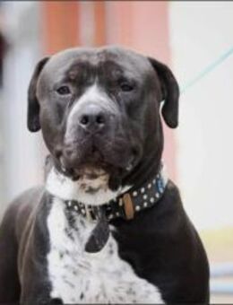 Digger sucht ein Zuhause - Pirmasens