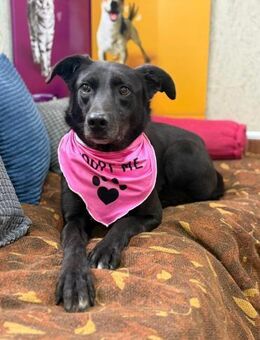 Molly - unser stiller Schatten - Gerlingen