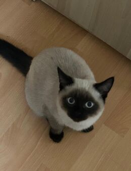 Katzen kitten BKH/SIAM - Köln
