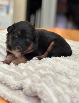 Australien Shepherd x Altdeutscher Hütehund Welpen - Recklinghausen