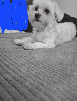 Bichon MALTESER - Wadern