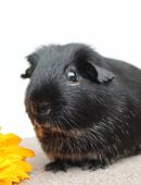 Meerschweinchen Kastrat *Gigolo* in 08451