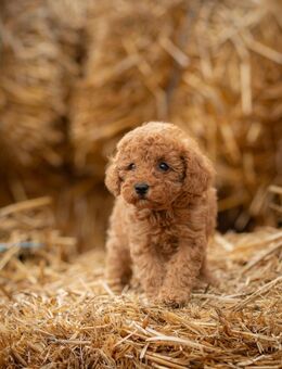 Toypudel Welpen Stammbaum - Kaufbeuren