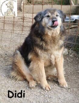 Didi - kann deine Augen zum Strahlen bri - Kissing