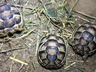 Breitrandschildkröten (Testudo marginata) NZ 2023 abzugeben - Heideland (Thüringen)