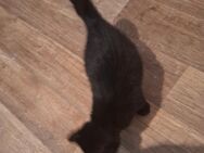 Britisch Kurzhaar Kater schwarz - Alzey