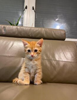 Süße Katzenbabys - Leonberg (Baden-Württemberg)