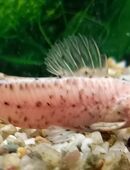 Schwielenwels, albino in 97618