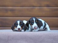 Zwergdackelwelpen in black tan und piebald - Torgau