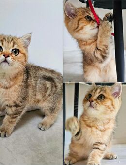 BKH Kitten Golden Tiger m und w - Berlin