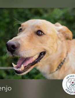 Svenjo: Sucht ein Zuhause - Kirchzell