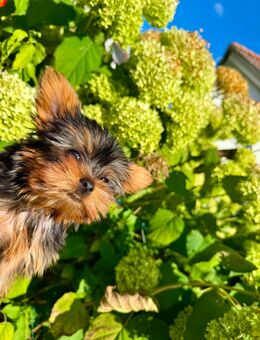 💛 Yorkshire-Terrier-Welpen suchen liebevolles Zuhause 💛 - Leipzig