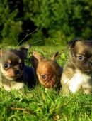 3 Süße typvolle Chihuahua Rüden Welpen 1LH 2KH in Sonderfarben blue-Tan, Brindle, Sable in 63599