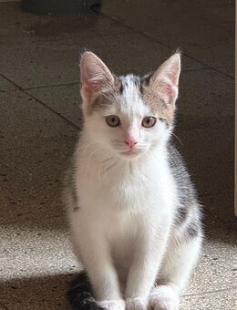 Süße EKH-Kitten suchen ein liebevolles Zuhause! - Esslingen (Neckar)