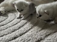 British Kurzhaar Baby Katzen - Nürnberg