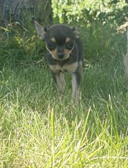 2 Reinrassige Chihuahua Welpen Rüde und Hündin - Wusterhausen (Dosse)
