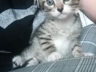 Kitten Katzenbabys Hauskatze - Mönchengladbach