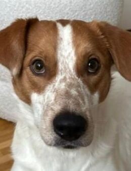 Benschi, geb. 01/2025, 60528 Frankfurt - Euskirchen