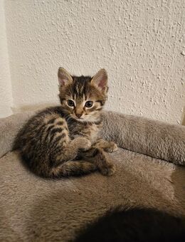 Baby Katzen/Kitten - Abtsteinach