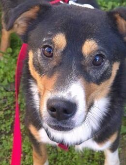 Jethro - Wer sieht mich? - Velbert