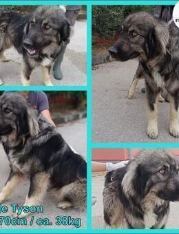 Tyson großer Sarplaninac Mischling Rüde - Margetshöchheim