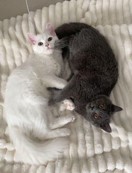 Zwei wunderschöne BKH-Katzen suchen liebevolles neues Zuhause - Ahrensburg