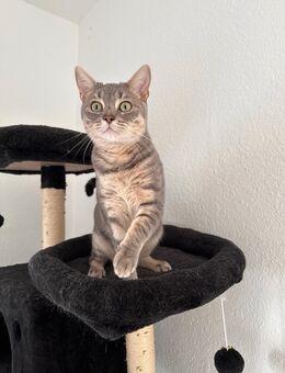 Hauskatzen/Bengal/spynhx mix - Idar-Oberstein