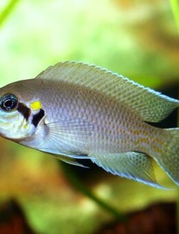 Neolamprologus Pulcher - Linnich Zentrum