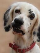 SORAYA wünscht sich ein zu Hause in 69207